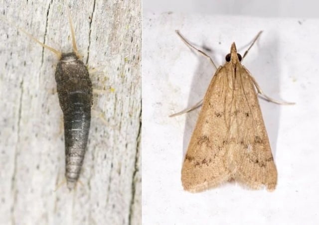 How to Get Rid of Moths in the Cupboards and Clothes Forever