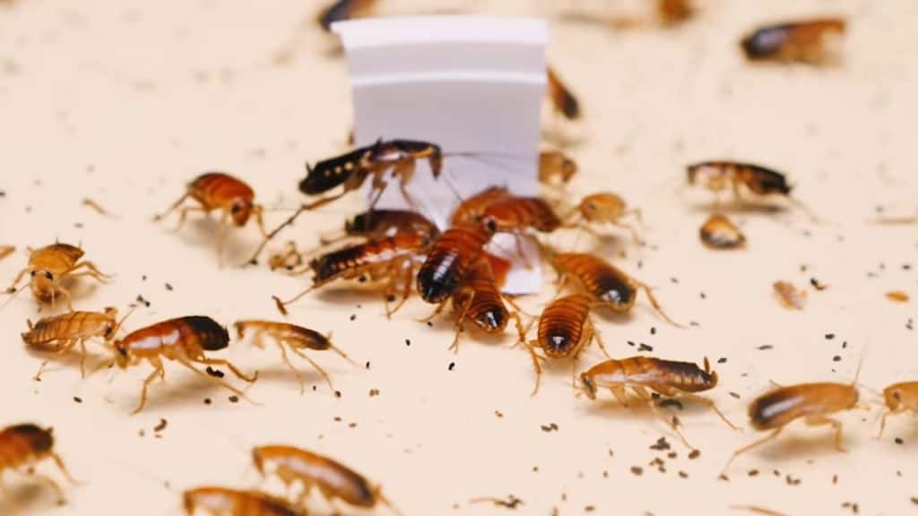 Cockroach infestation running around among poop on the floor