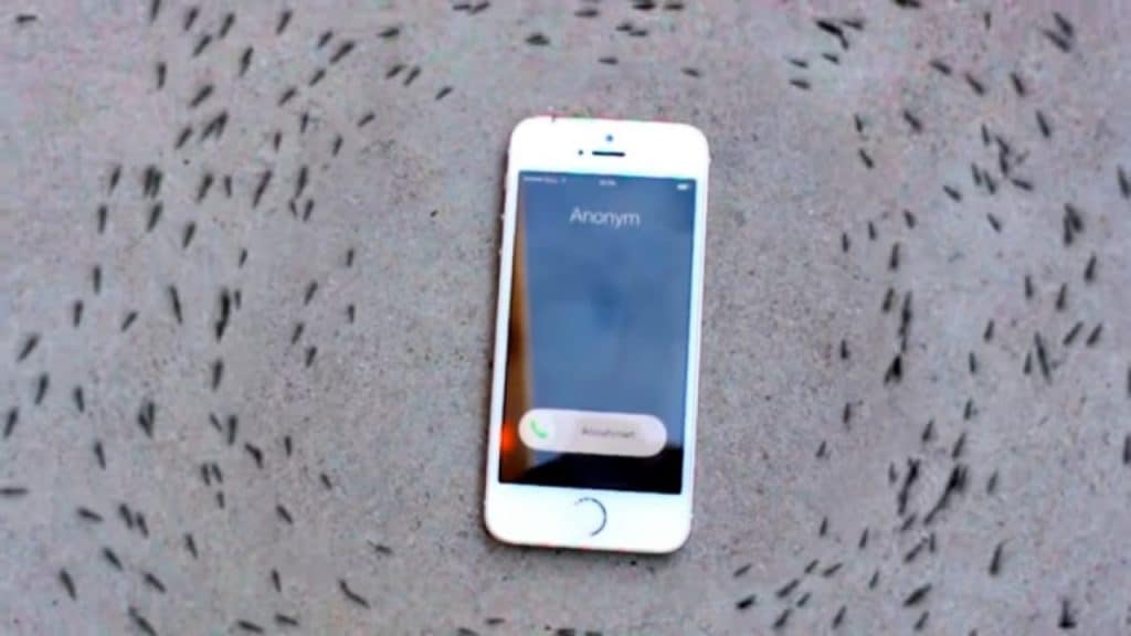 Ants listening to the ringtone of an iPhone with an incoming call