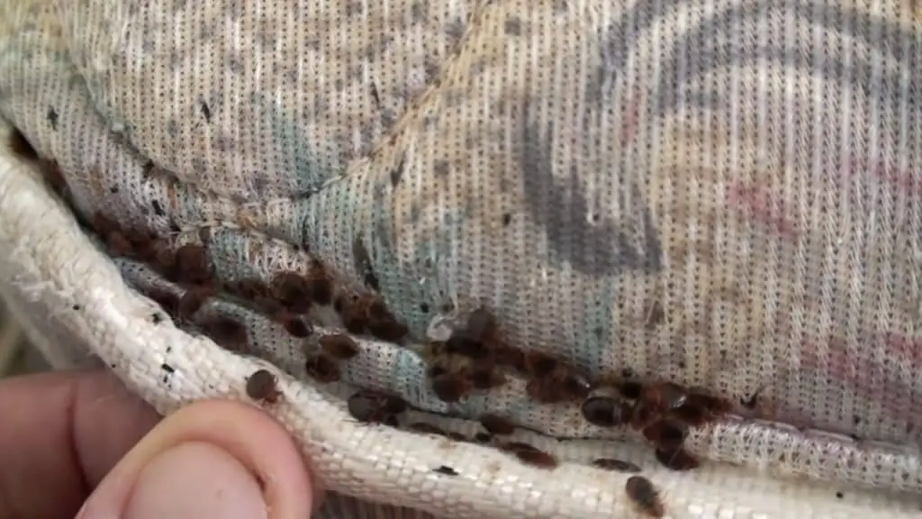 Fingers pressing the fold of a mattress to show an infestation of bed bugs