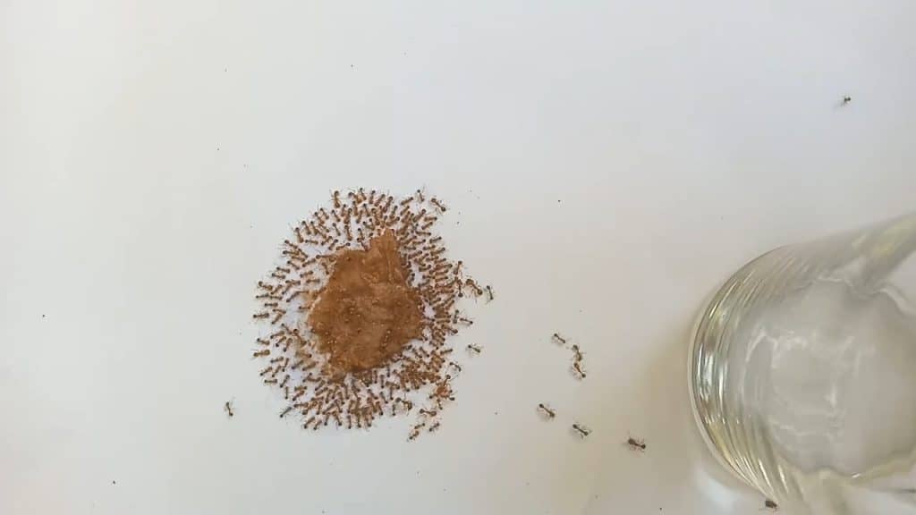 Ants devouring a piece of peanut butter on a white table with a glass jar