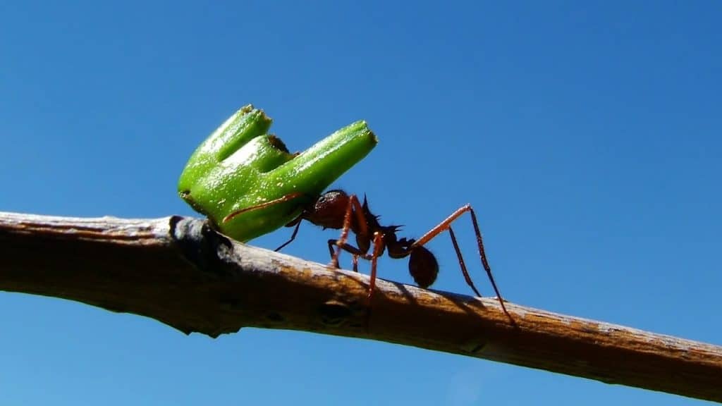 Ant carrying a piece of vegetable over a branch with a blue sky on its background