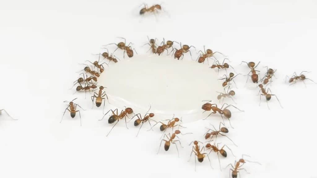 Red ants in a circle drinking from a drop of human sperm on the floor