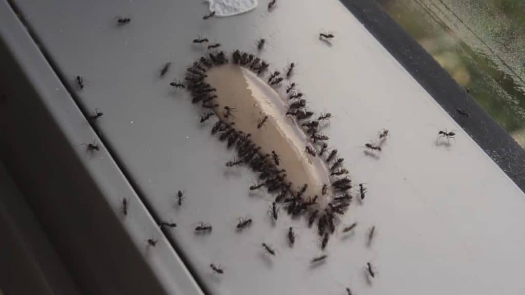 Groups of ants gathered to drink vape juice because of its sweet taste.