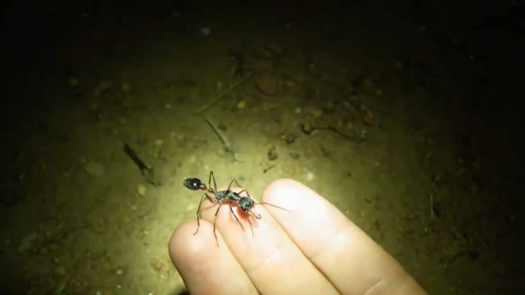 3 fingers holding a huge ant at nighttime under a flashlight