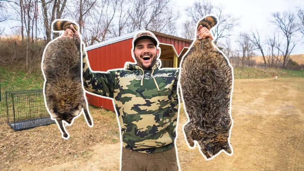 Two dead raccoons are being held high by a smiling hunter in the wild after checking a cage trap.
