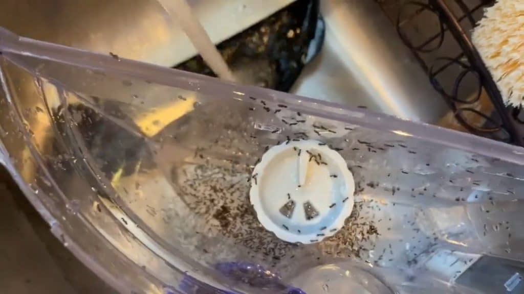 Ants infesting a water reservoir from a coffee machine