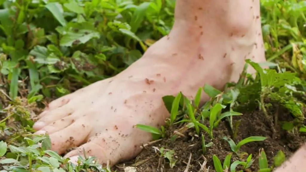 Fire ants crawling on top of barefoot stepping grass