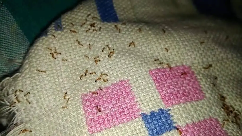 Ants invading a patterned pillow fabric