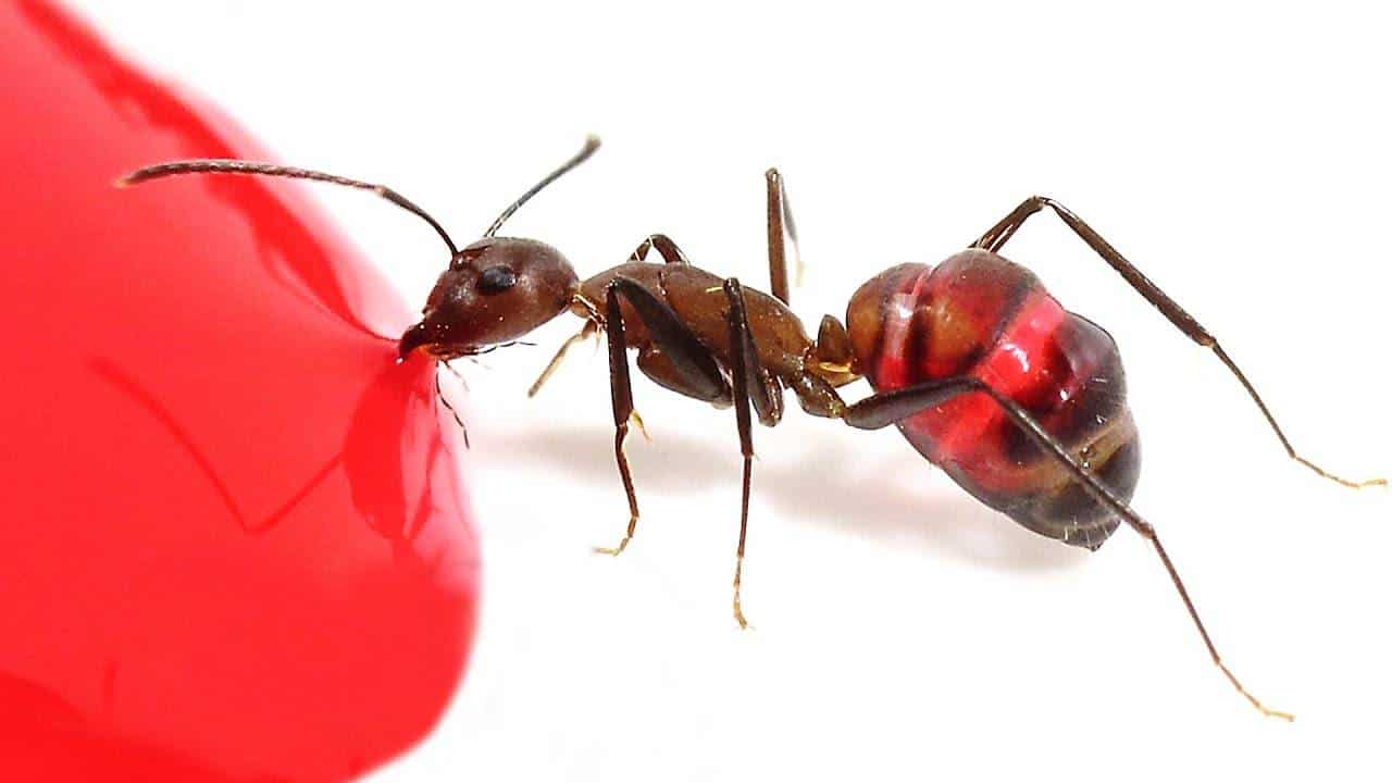 Why Are Ants Attracted to Stuff? And How to Stop Them