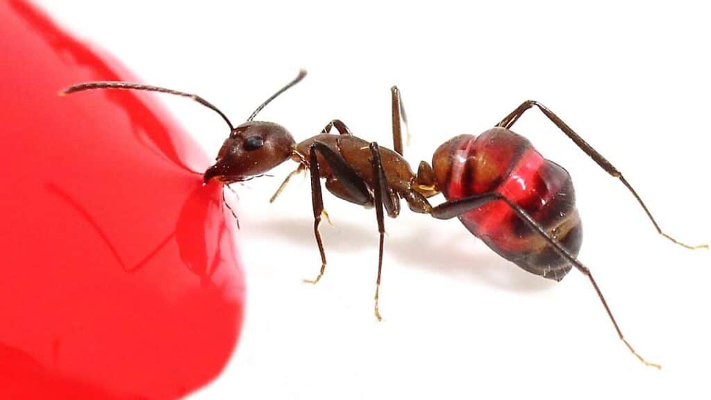 do ants like light or dark They prefer both, but they seem to be attracted to bright lights at night. Ants are afraid of darkness, so they tend to move toward areas with natural illumination.
what color do ants hate Ants hate red! They will run away from anything red if they can find it. Red is poisonous to them. Green is also toxic, but not nearly so bad as red. However, honey isn't very good for ants either; they don't like the sweetness.
do ants prefer light or dark Ants don't really care if they live under light or dark conditions, since they are nocturnal creatures (they sleep during the day). They will sleep when there is light available, but they will be active at night; however, they may not always choose a location with light. If you leave an ant colony alone overnight, some ants may crawl outdoors looking for food or shelter, while others stay inside where it is warmer.
can ants see color Yes, they can! Ants' eyes are actually made up of thousands of tiny photoreceptors, or ommatidia (from Latin for window), each one capable of detecting red, green, or yellow wavelengths only. In fact, their vision is so good that if you were to shine a white light on an ant in full daylight, its brain would perceive a colorful scene with little difficulty. But don't mistake these insects for human beings—they're not equipped with color vision like we humans possess.
what colors can ants see Ants are colorblind. They cannot distinguish between red and green. All they can detect are shades of gray.
what color are ants Ants are brownish yellow. They get their name from the Latin word for "little people" (ants are insectivores).