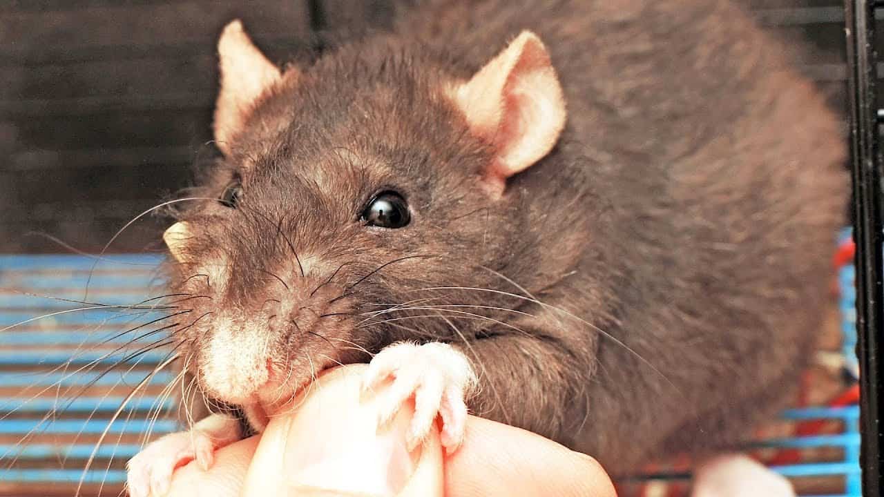 Why Do Rats Chew on Everything? (And How to Stop It)